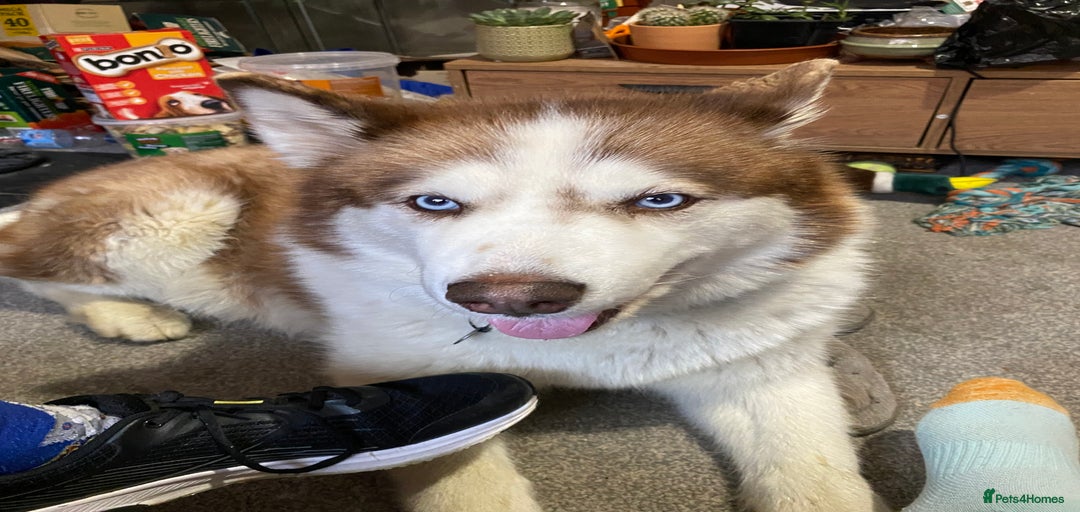 Gallery Image {{count}}