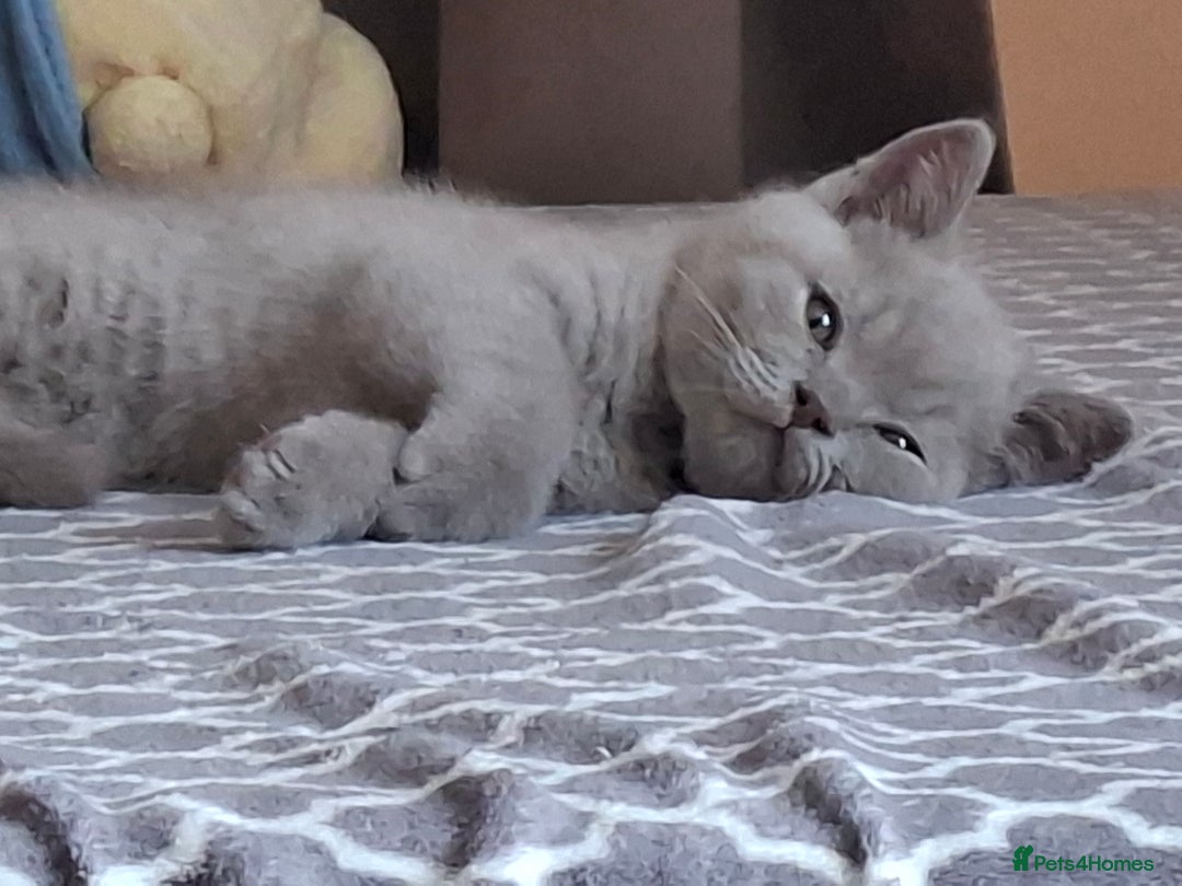 British Shorthair cats for sale: British Blue Short-hair 4 kittens for sale  - Image 33
