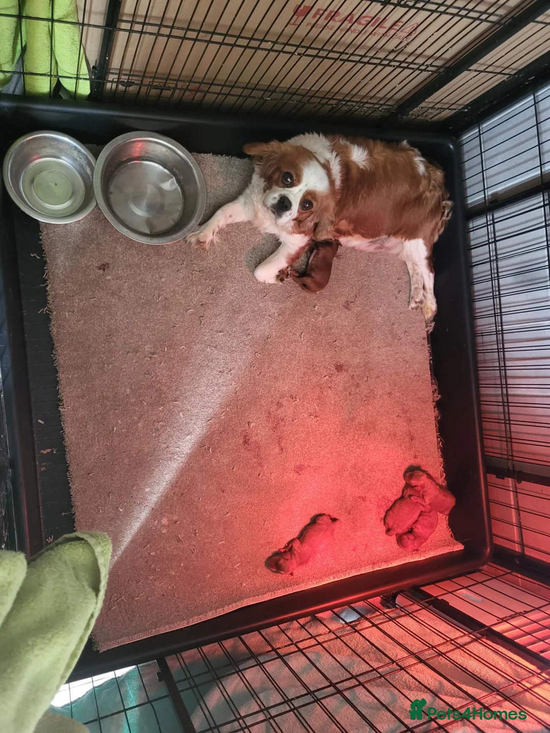 Cavapoo dogs for sale: Cavapoo puppies for sale  - Advert 11