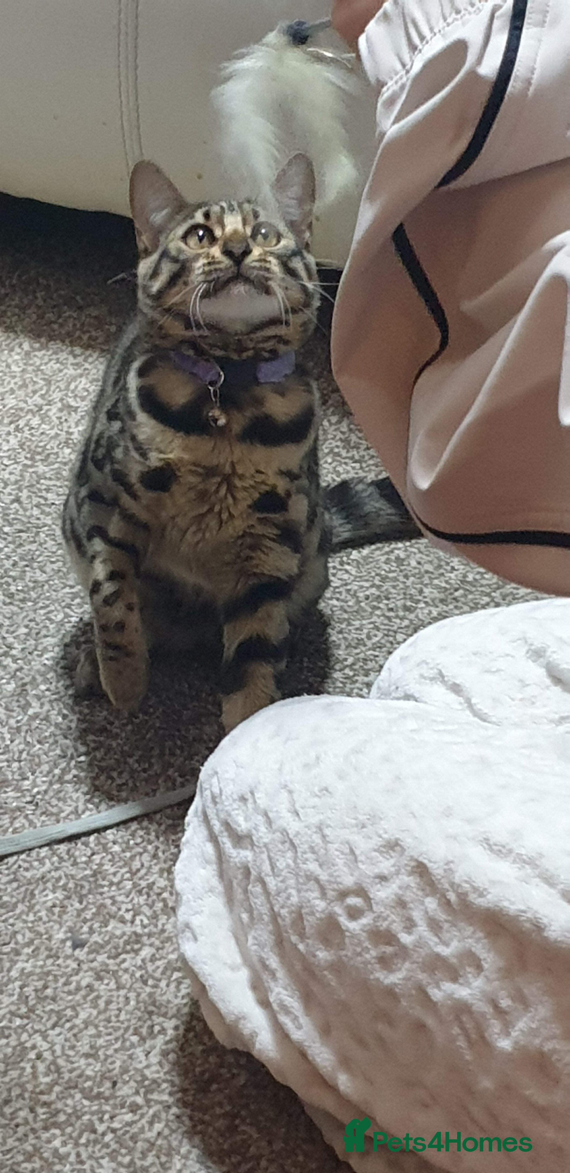 Mixed Breed cats Long haired bendal male  cat loving home needed  - Advert 3