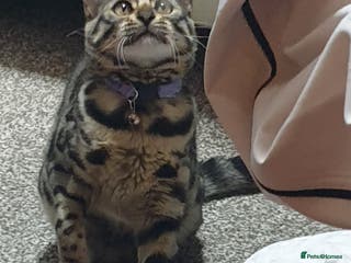 Mixed Breed cats Long haired bendal male cat loving home needed - Advert 1