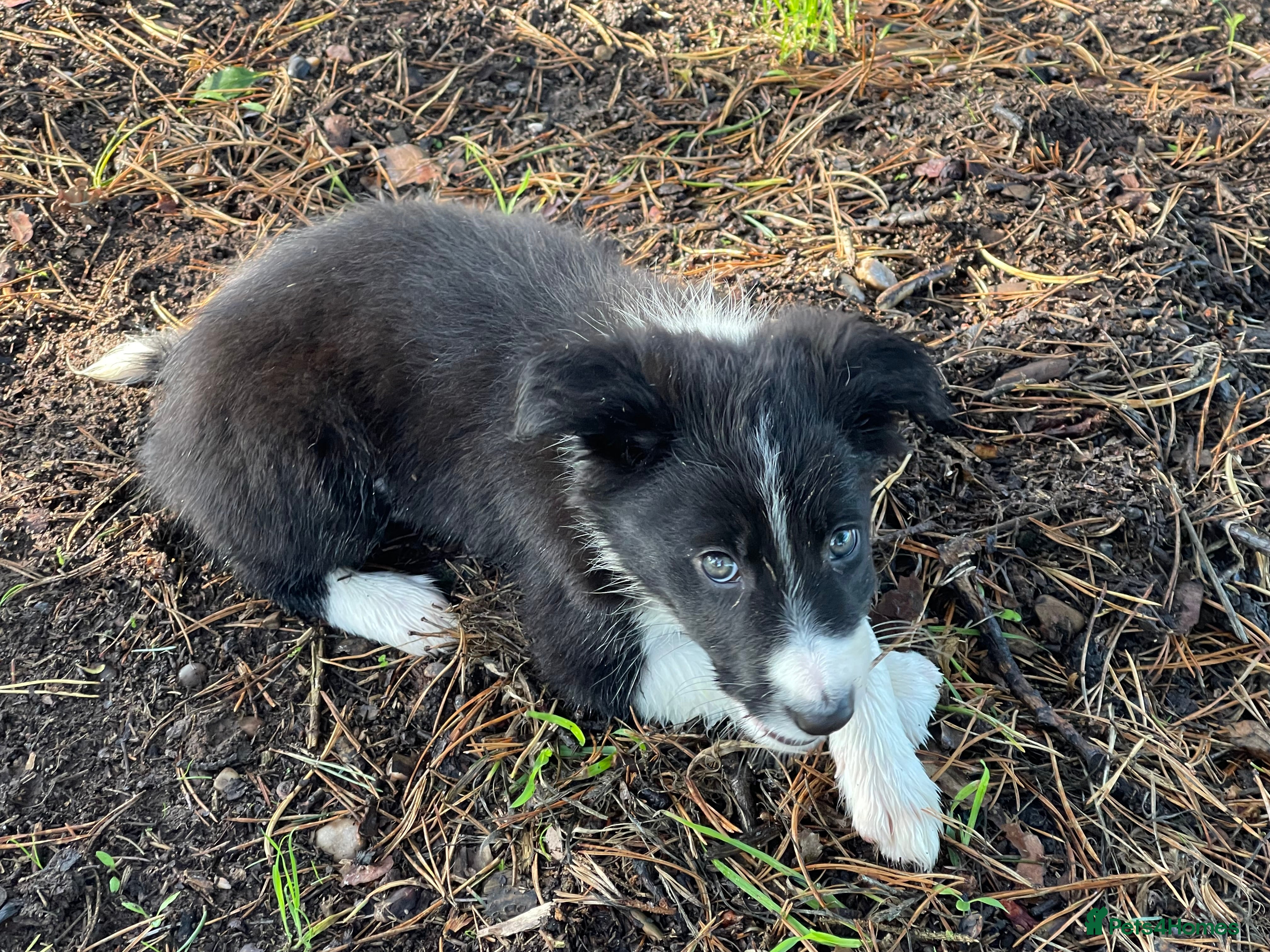 Border Collie dogs 3 Border Collie Puppies 9 weeks ready now - Advert 2