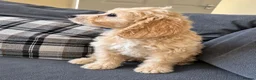 Cockapoo dogs for sale: Last boy F1 Cockapoo full vacs - ready now - Advert 8