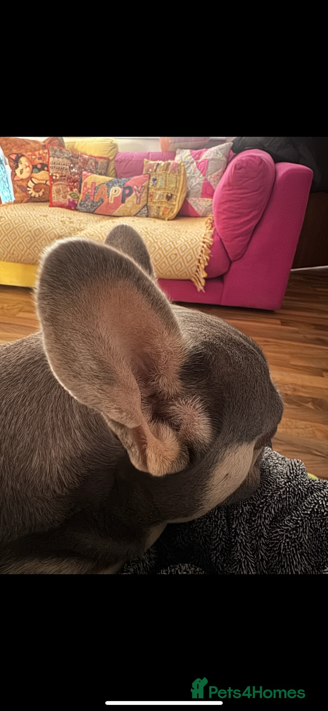 French Bulldog dogs for sale: Loving New Home Needed for Gorgeous Frenchie Girl  - Advert 2