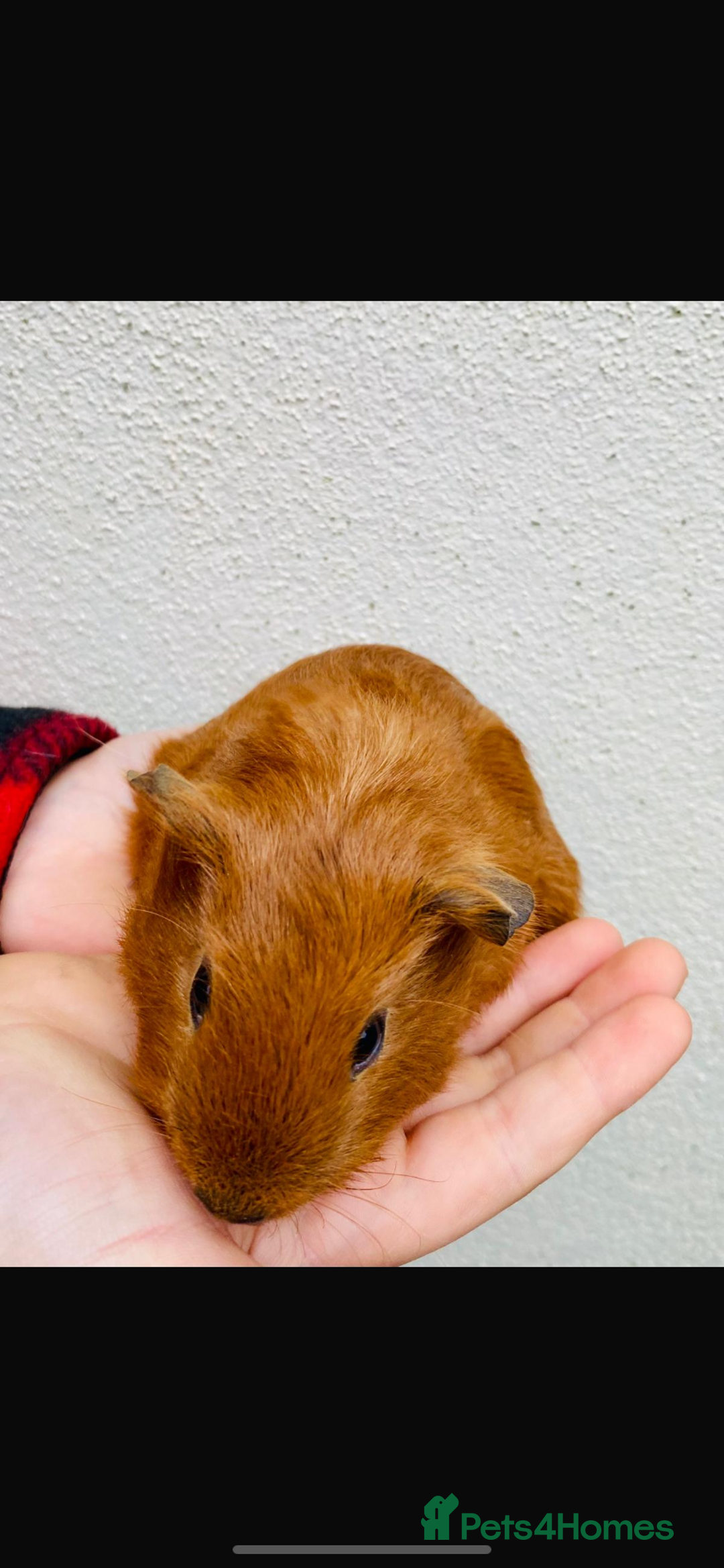 Guinea Pig rodents for sale: 3 Gunie pigs  - Advert 3