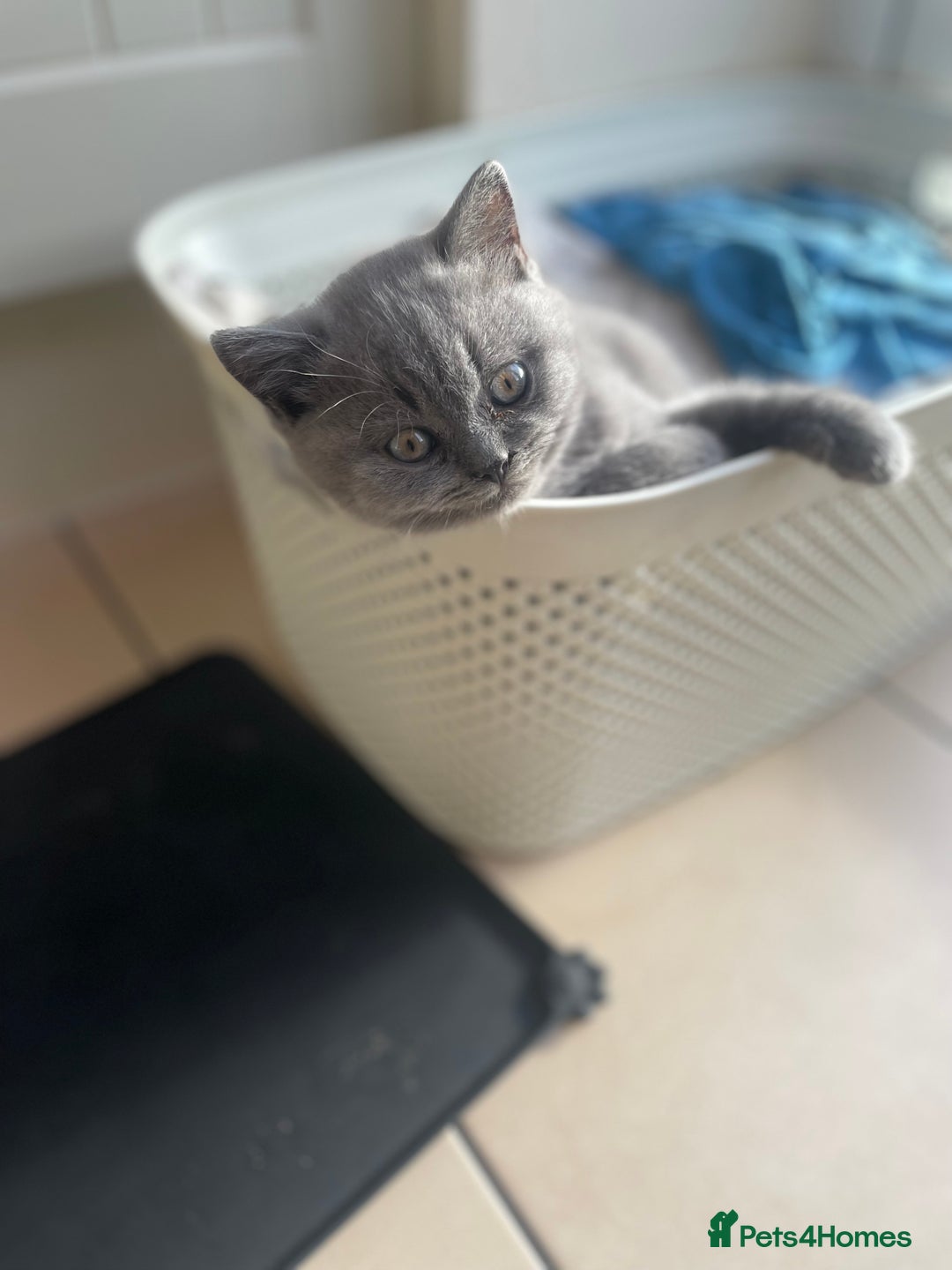 British Shorthair cats for sale: 5  BSH kittens - Image 24