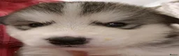 Alaskan Malamute dogs for sale: KC malamute puppies rare colours,exceptional lines - Advert 3