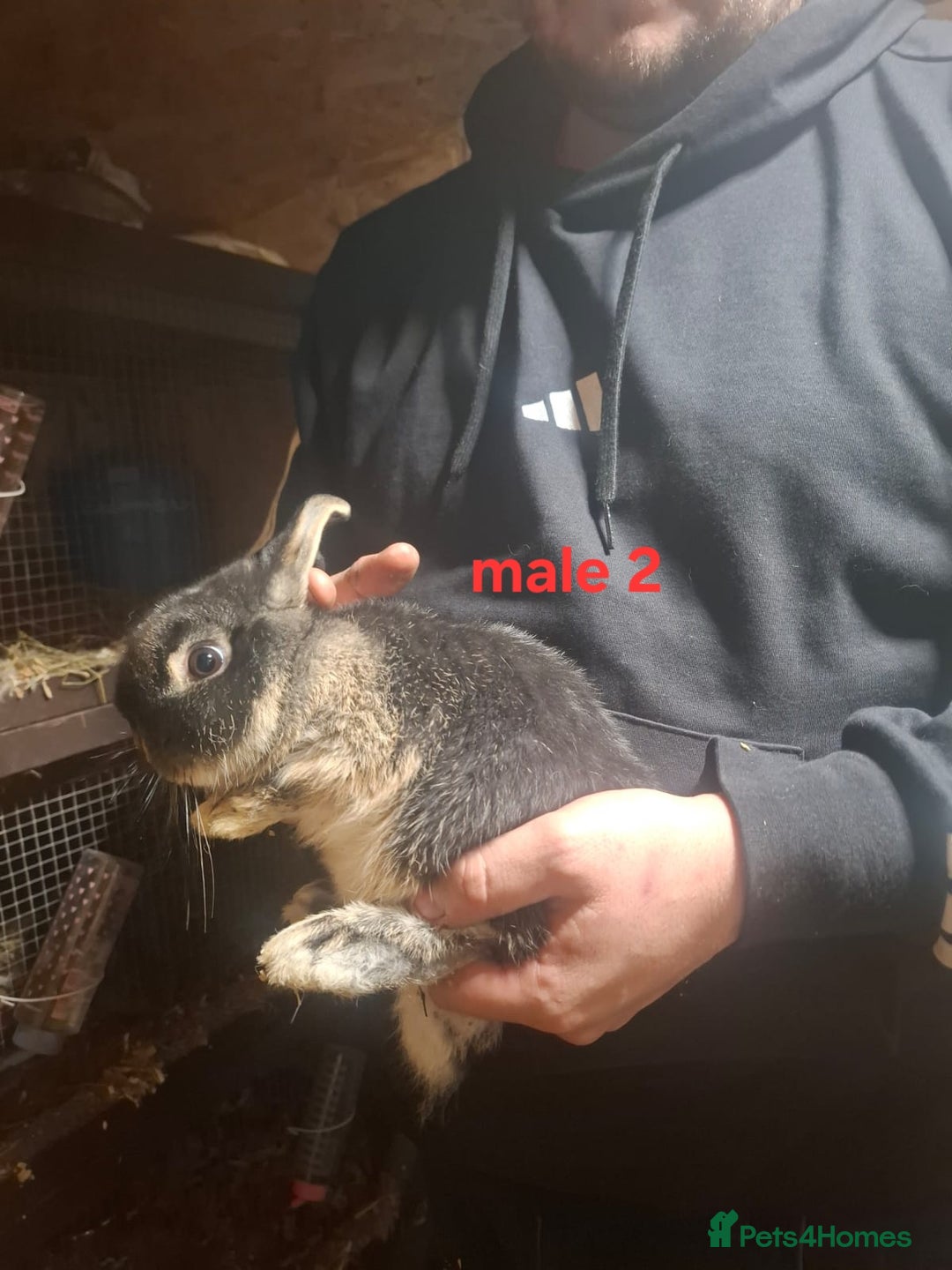 Mixed Breed rabbits for sale: 10 mixed breed rabbits  - Advert 20