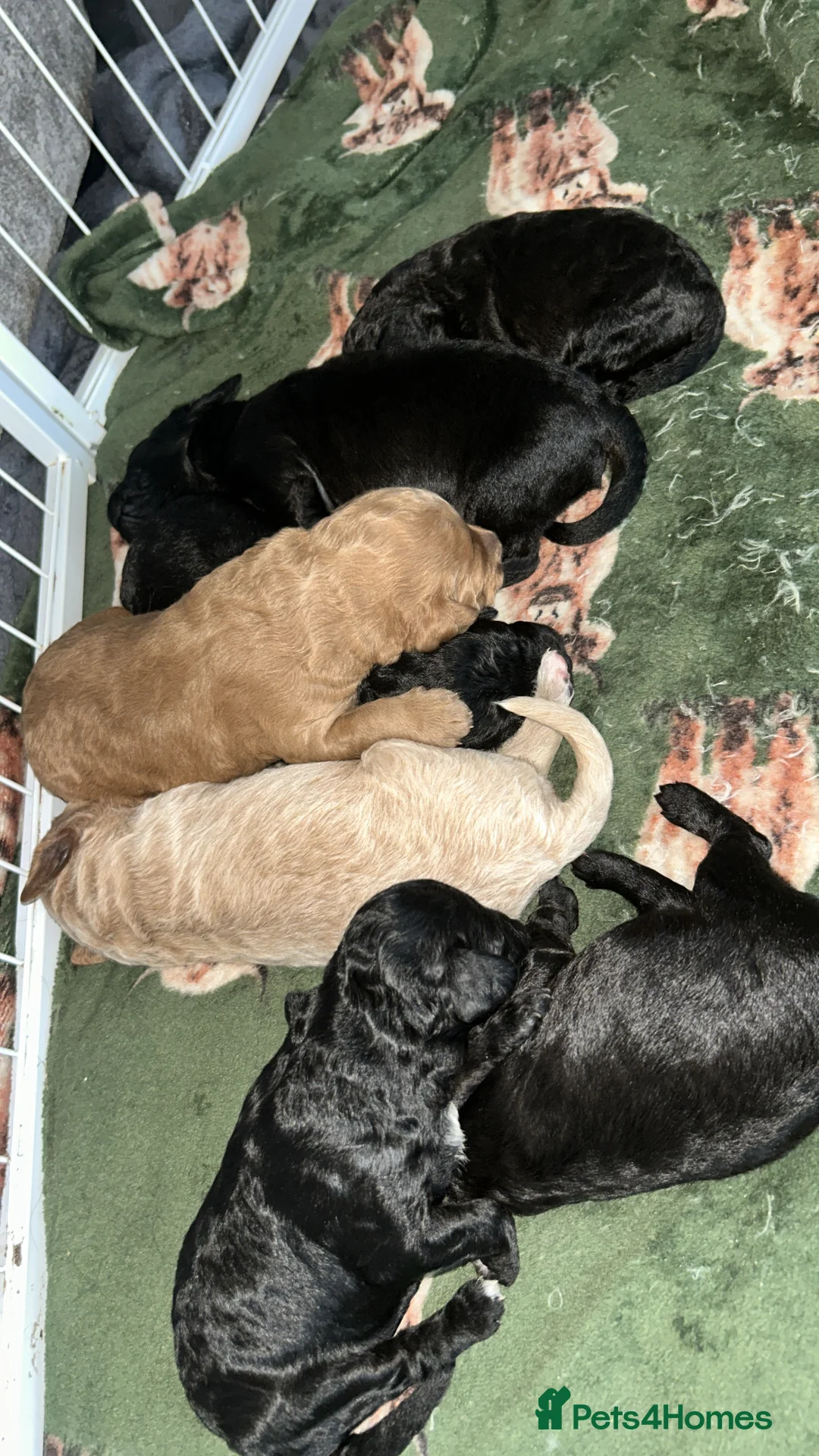 Cockapoo dogs for sale: Cockapoo Puppies  - Advert 2
