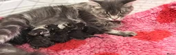 Mixed Breed cats for sale: MAINECOON X BENGAL KITTENS  in Airdrie - Advert 6