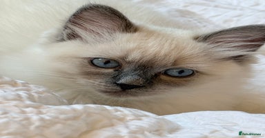 Ragdoll cats - Advert 5