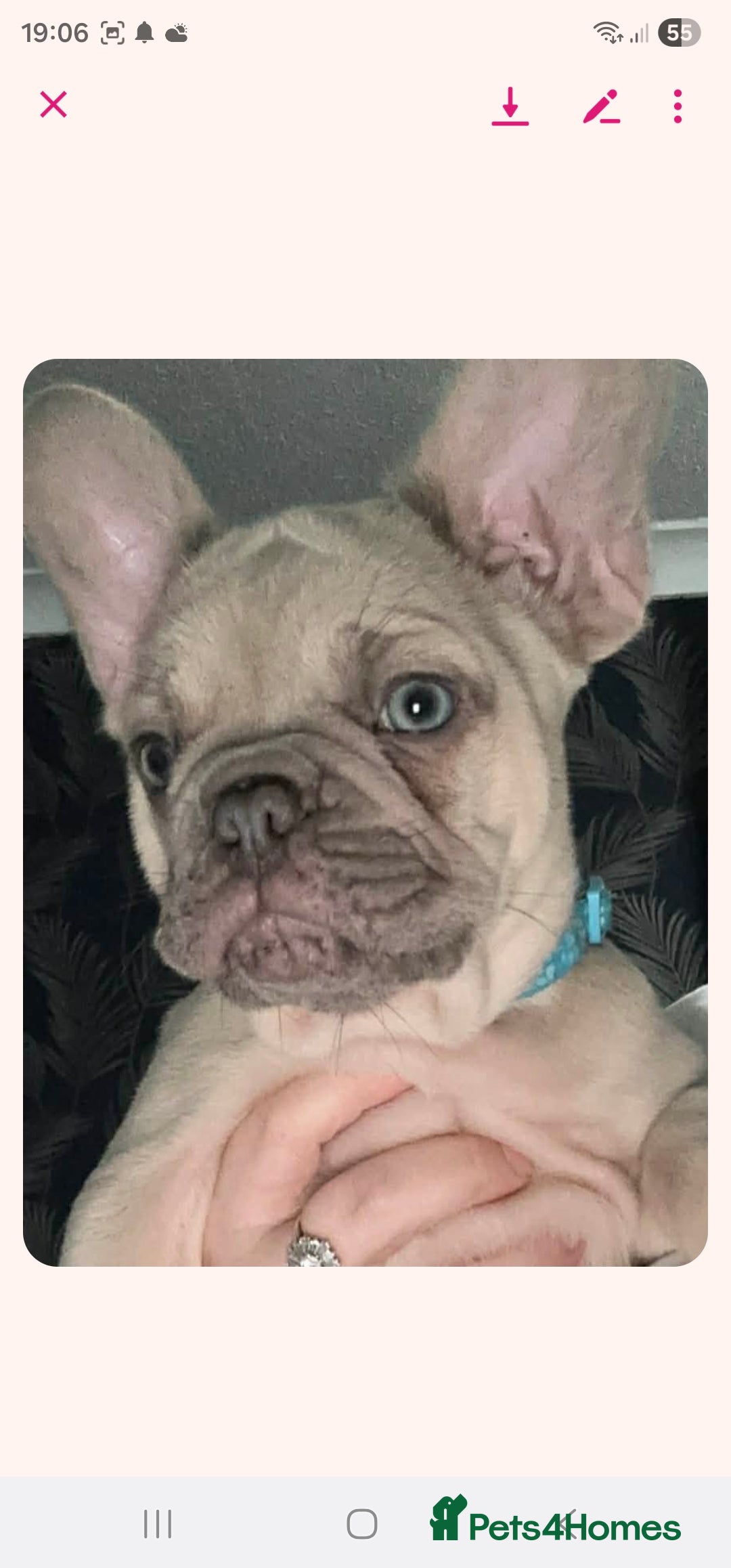 French Bulldog dogs for sale: Pure breed French bulldogs  - Advert 7