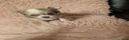 Chihuahua dogs for sale: Beautiful Green eyes Chihuahua  - Advert 13