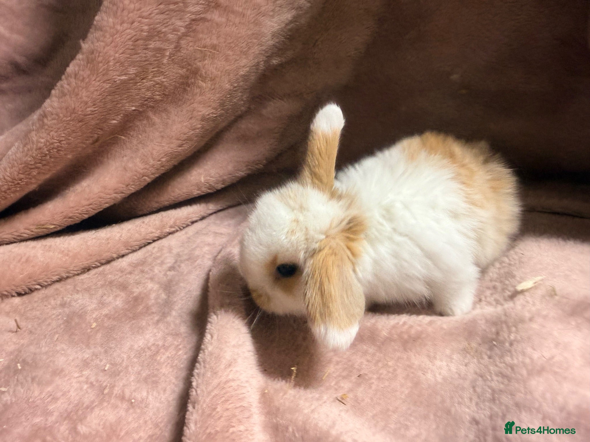 Mini Lop rabbits Pure Mini lops - Advert 2