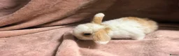 Mini Lop rabbits for sale: Pure Mini lops - Advert 3