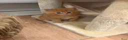 Mixed Breed cats for sale: Mixed Breed kittens  - Advert 2