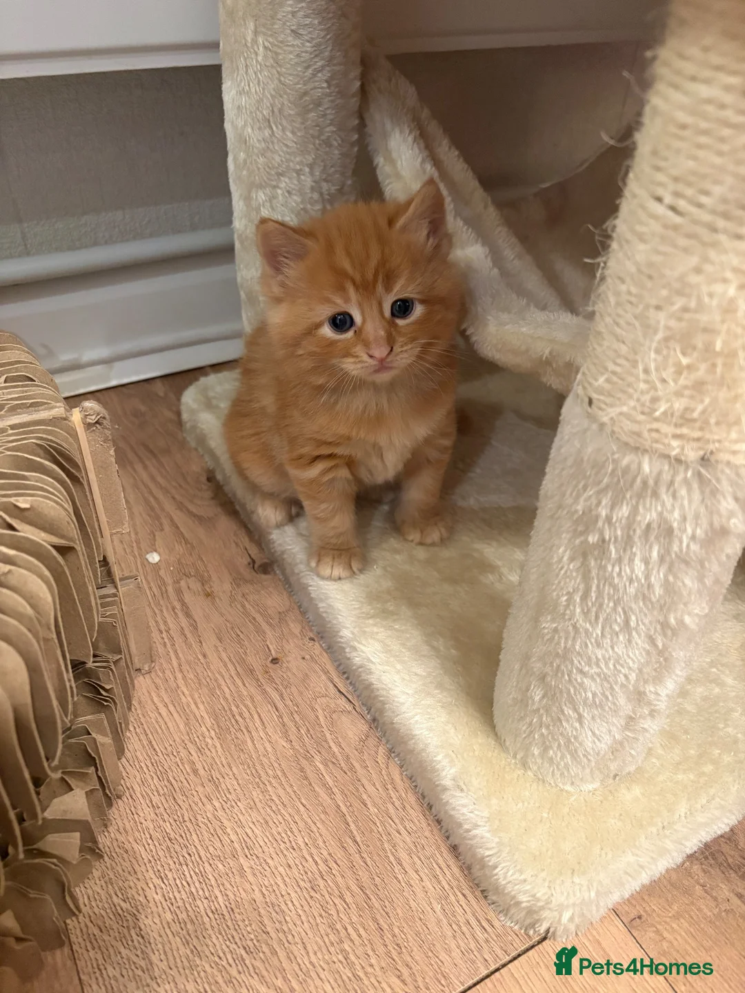 Mixed Breed cats for sale: Mixed Breed kittens  - Advert 2