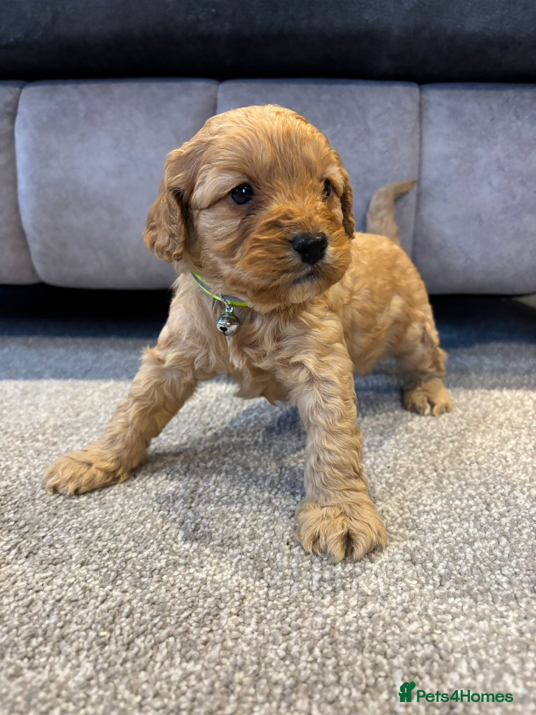 Cockapoo dogs for sale: Six stunning cockapoo puppies - Advert 8