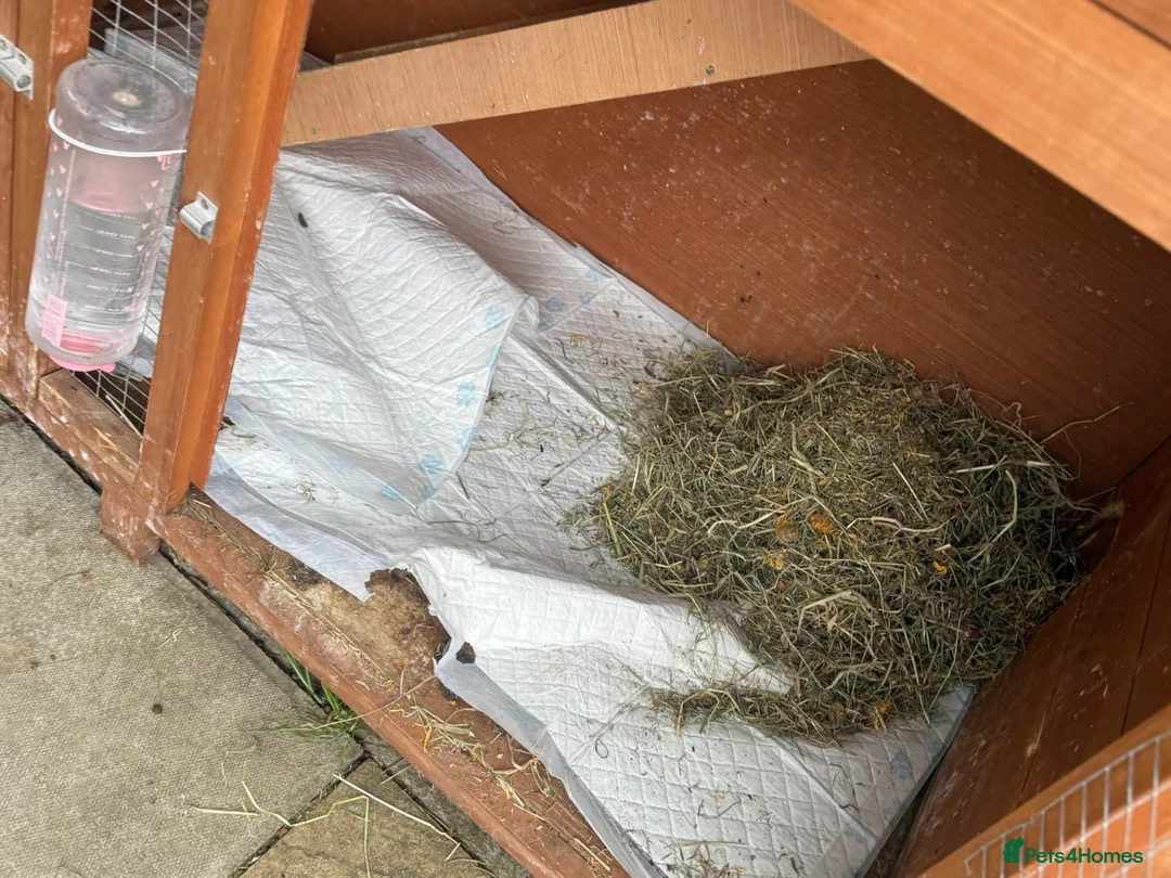 Lionhead rabbits for sale: Bluebell is looking for new home 🐰 - Advert 6