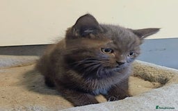 British Longhair cats for sale: Beautiful and Playful kittens - Image 9