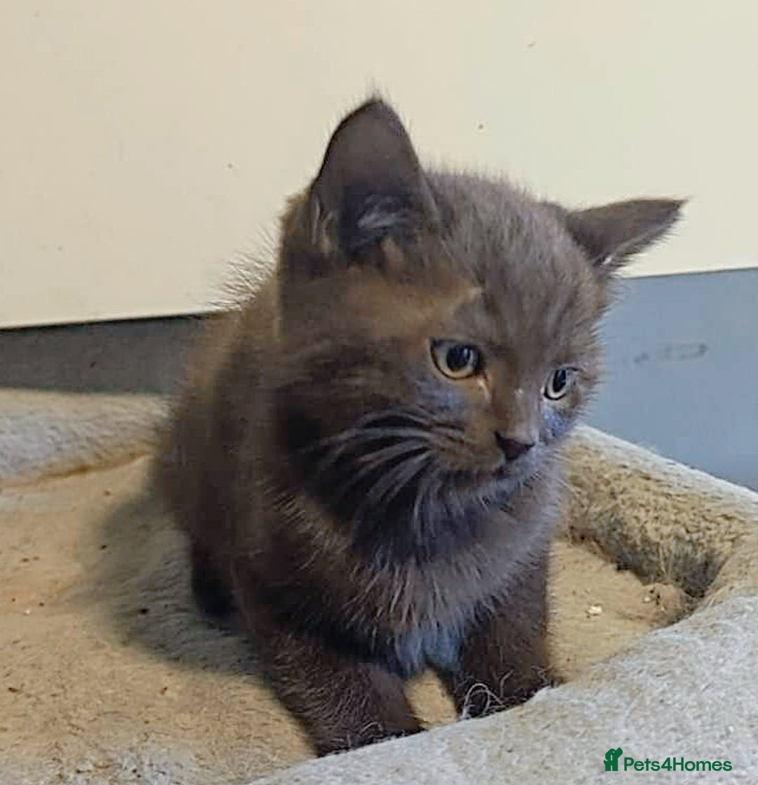 British Longhair cats for sale: Beautiful and Playful kittens - Image 9