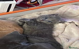 Mixed Breed cats for sale: 3 2 month old TORTIE x BRITISH SHORTHAIR KITTENS - Image 31