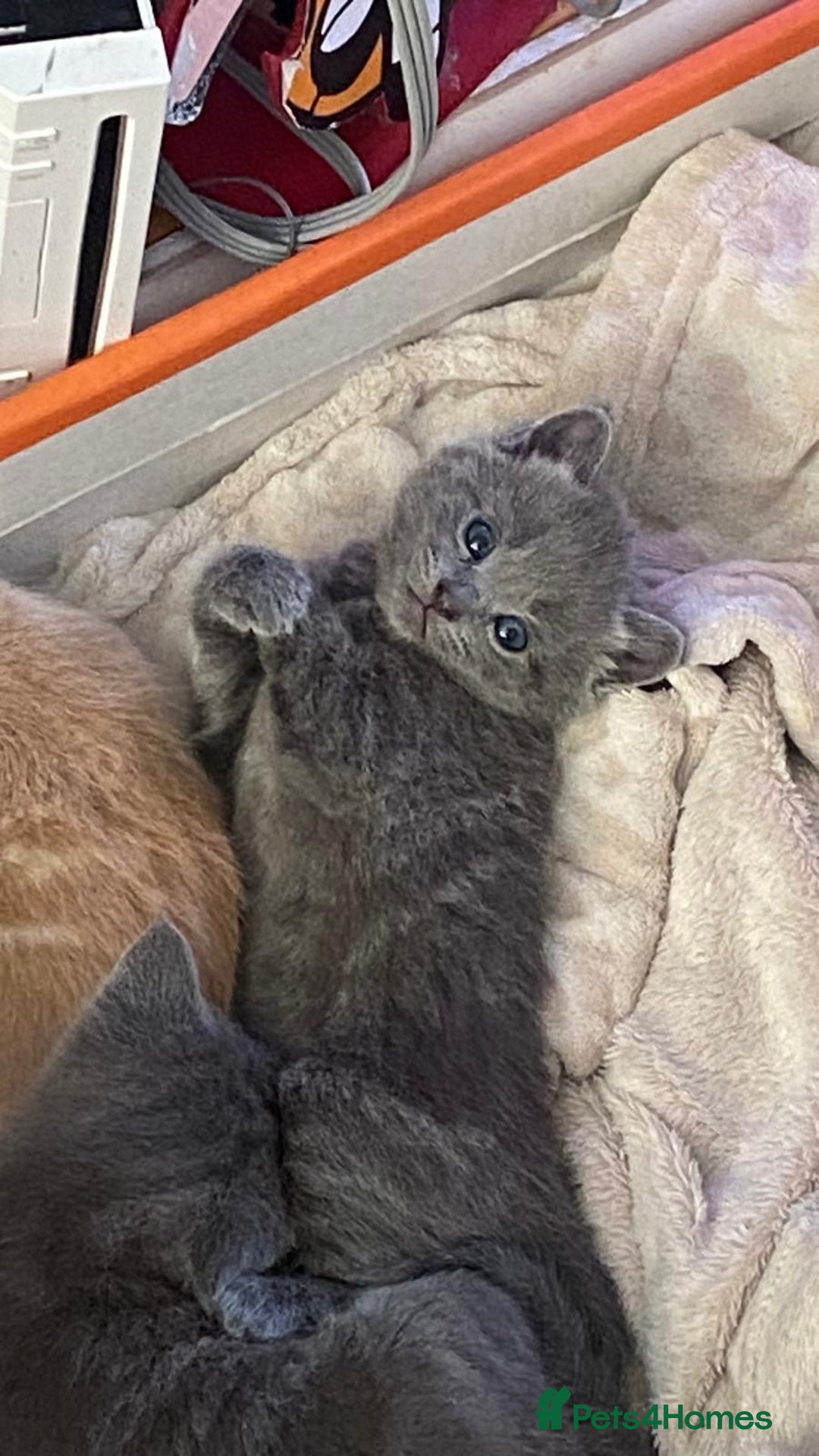 Mixed Breed cats for sale: 3 2 month old TORTIE x BRITISH SHORTHAIR KITTENS - Image 31