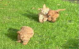 Cockapoo dogs for sale: Red Cockapoo puppies for sale - Image 15
