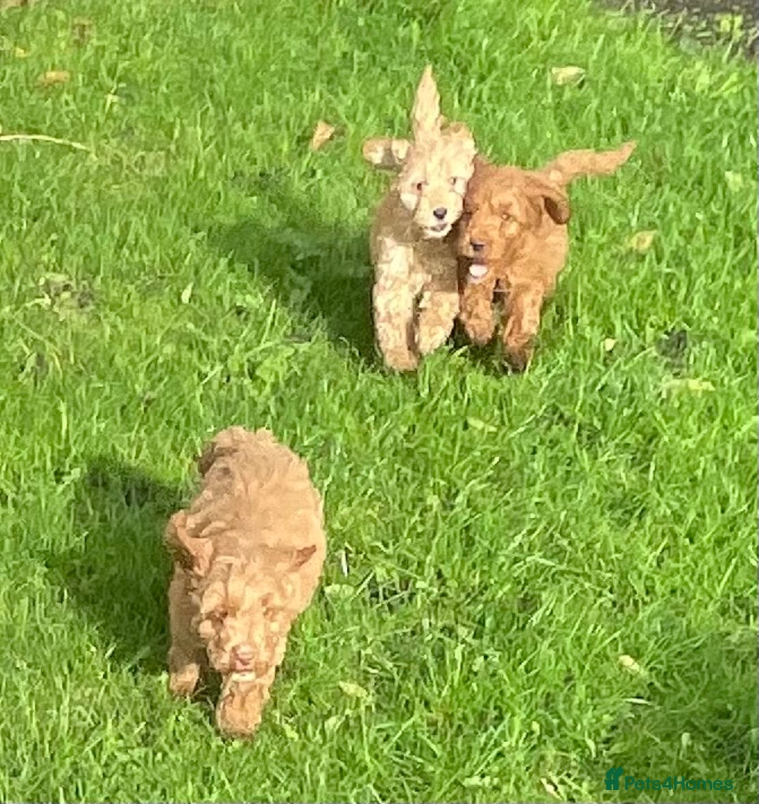Cockapoo dogs for sale: Red Cockapoo puppies for sale - Image 15