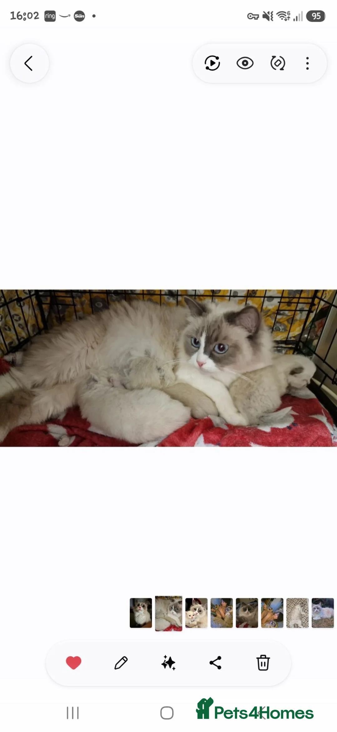 Ragdoll cats for sale: Fluffy gorgeous Ragdolls  - Advert 2