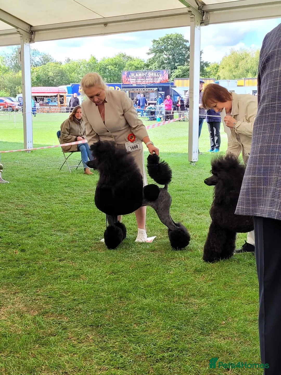 Standard Poodle dogs for sale: Seven Wonders of Standard Poodle Puppies - Advert 19