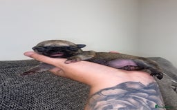 Chihuahua dogs for sale: Female chihuahua puppy - Image 6