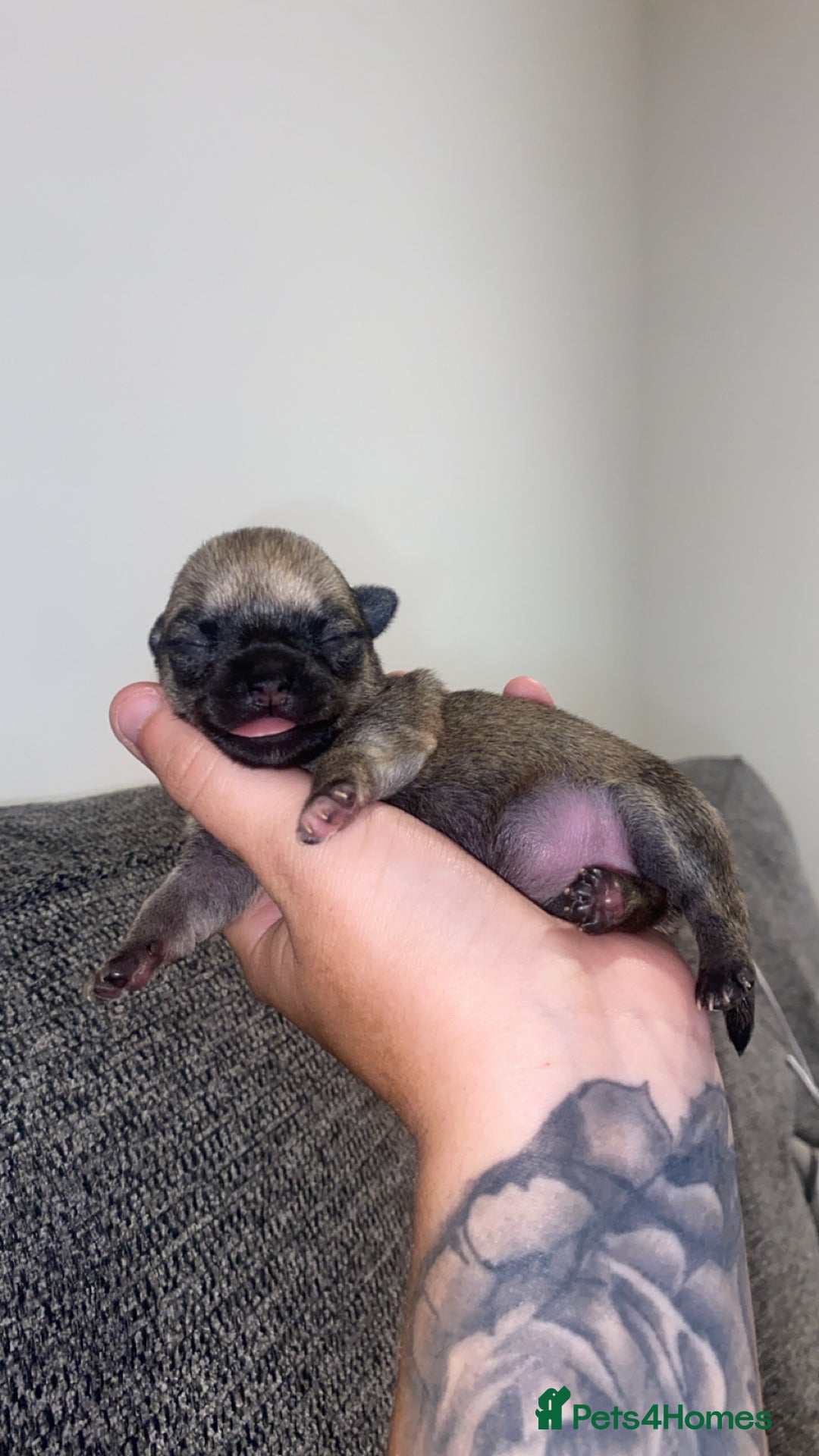 Chihuahua dogs for sale: Female chihuahua puppy - Image 6