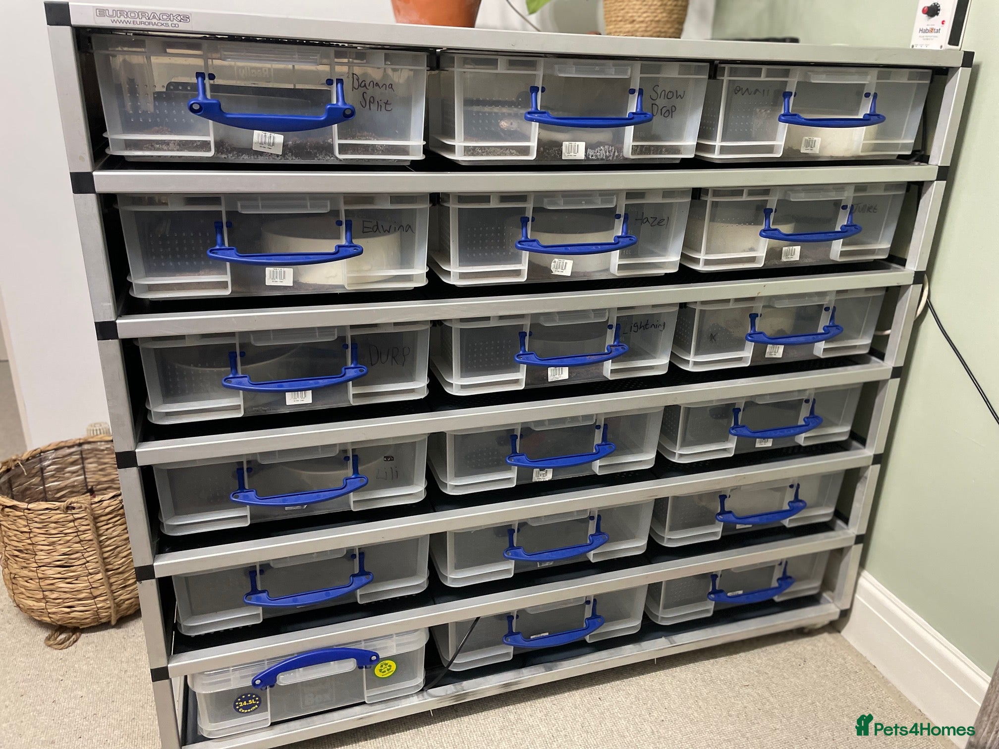 Python Snake reptiles Royal Python Collection x9 Female x1 male - Advert 13