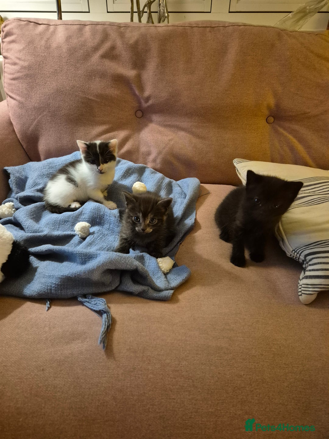 Mixed Breed cats for sale: 9 week old kittens both boys. Black & white/black - Advert 6