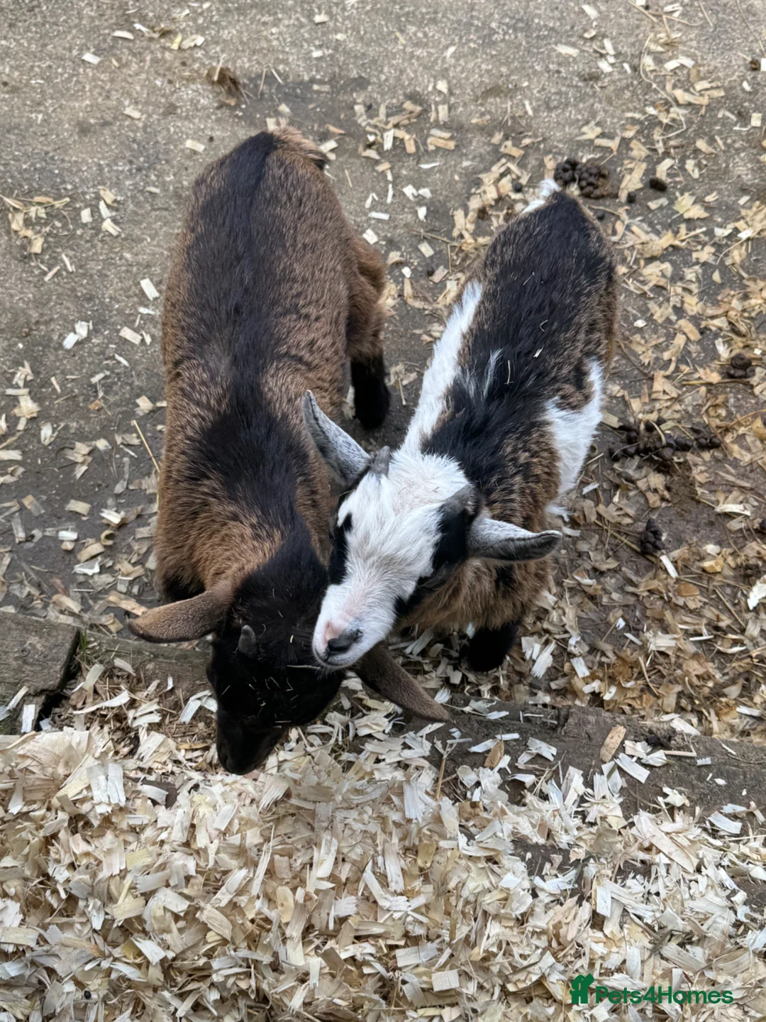 Goats livestock for sale: Adorable Baby Pygmy Goats For Sale - Advert 1