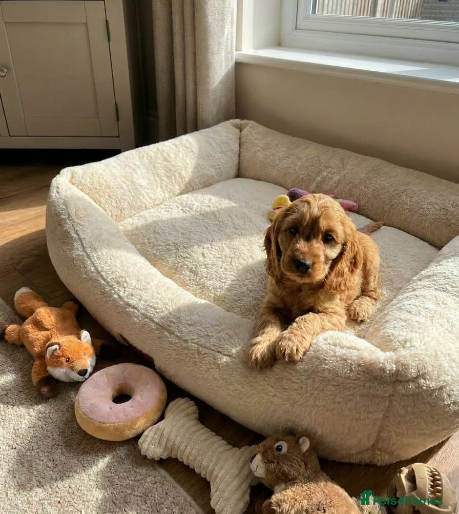 Cocker Spaniel dogs for sale: Cocker spaniel puppies in Edinburgh - Advert 3
