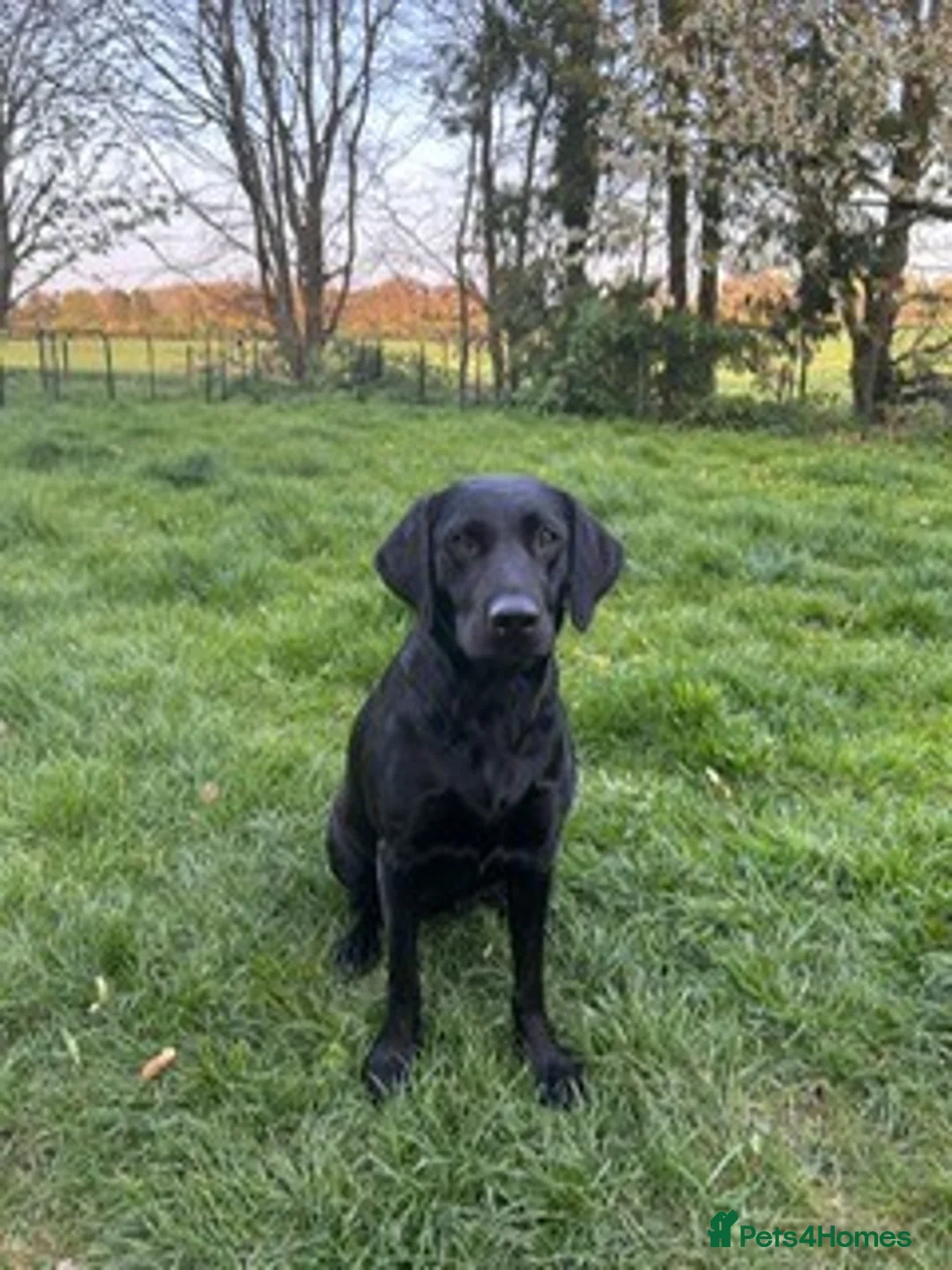 Labrador Retriever dogs for sale: Waiting List Now Open for Exceptional Litter in Camberley - Advert 1