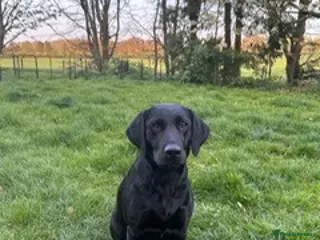 Labrador Retriever dogs Waiting List Now Open for Exceptional Litter - Advert 6