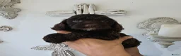 Cockapoo dogs for sale: Stunning extensively health tested cockapoos  - Advert 7