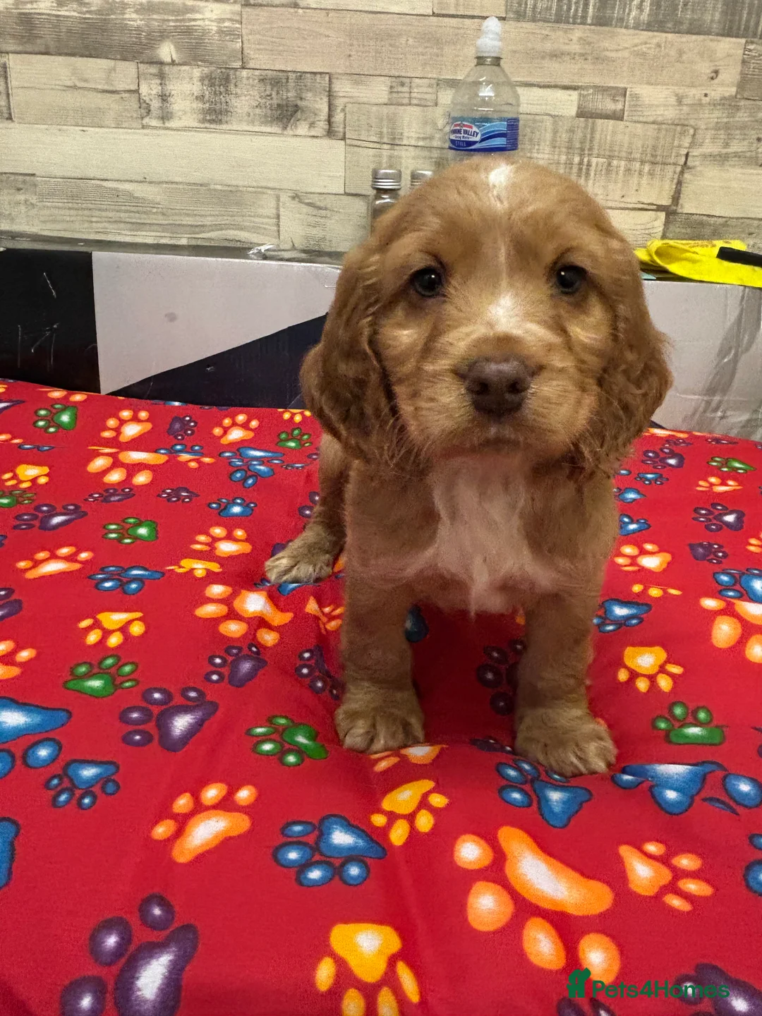 Cocker Spaniel dogs for sale: Cocker spaniels  - Advert 2