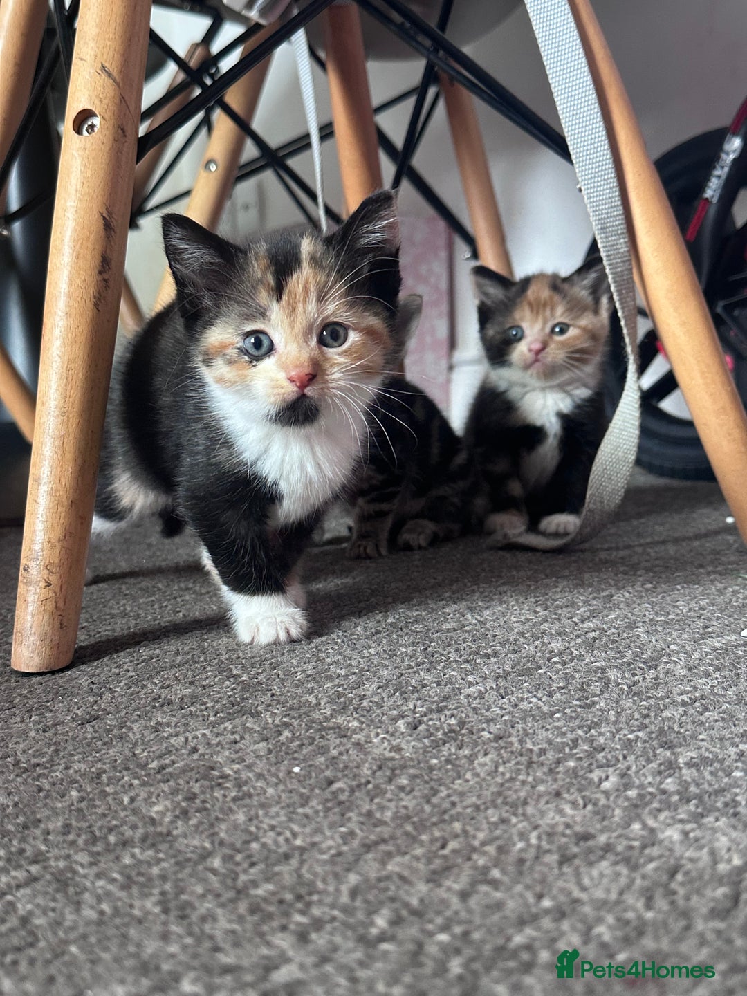 Mixed Breed cats for sale: 5 beautiful kittens for sale  - Image 4