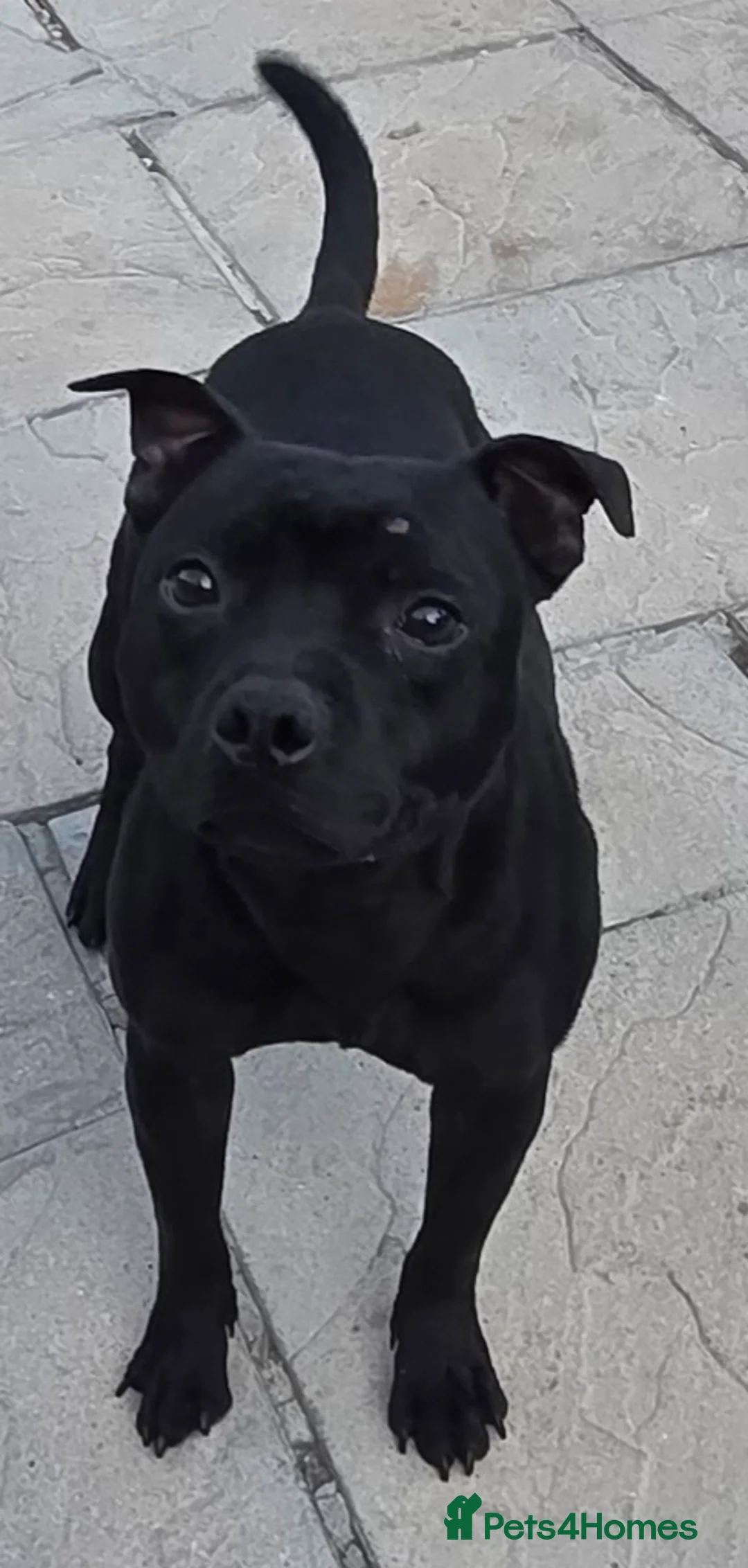 Staffordshire Bull Terrier dogs for stud: BLACK, Health tested kc registered STAFFORD STUD - Advert 7