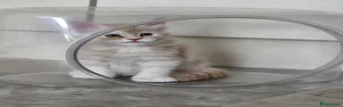 Maine Coon 1