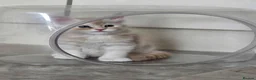 Maine Coon cats for sale: Maine coon kittens in Immingham - Advert 12