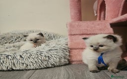 Ragdoll cats for sale: *READY TO LEAVE Beautiful Ragdoll kittens for sale - Image 4