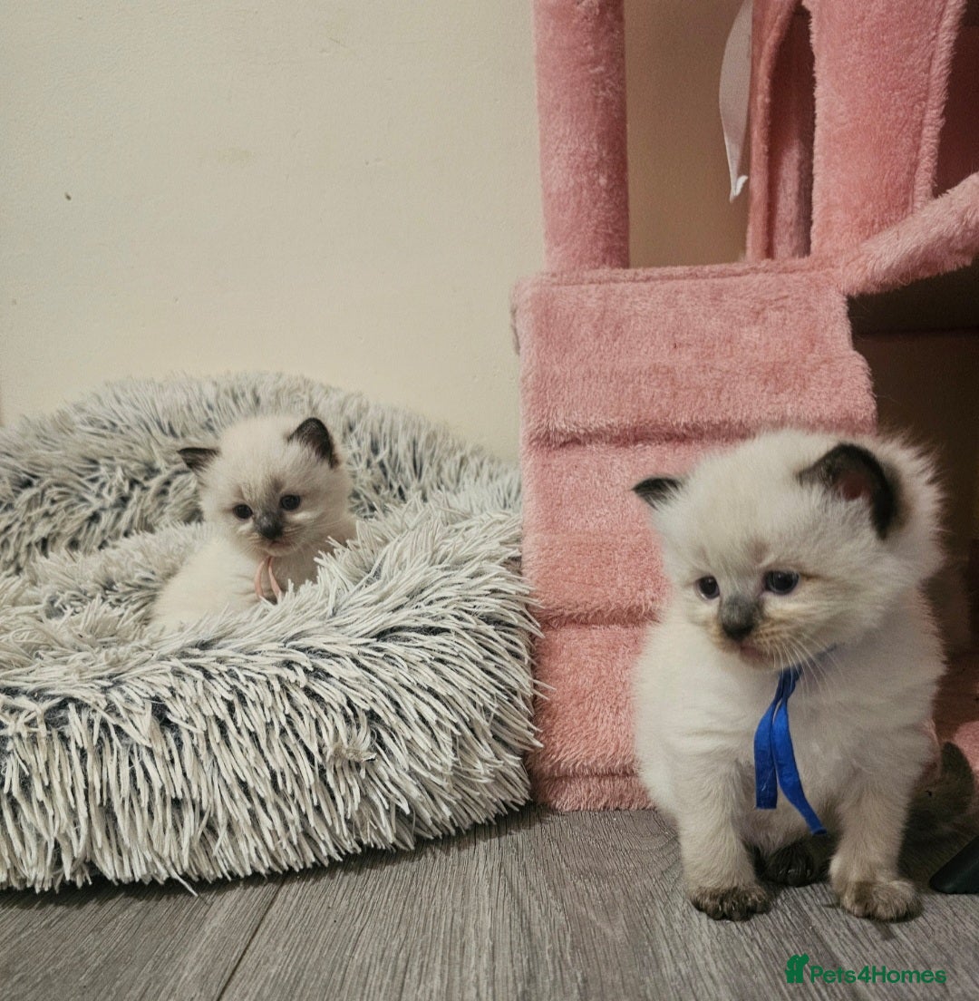 Ragdoll cats for sale: *READY TO LEAVE Beautiful Ragdoll kittens for sale - Image 4