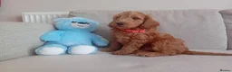 Goldendoodle dogs for sale: Adorable Goldendoodle Puppies - Advert 8