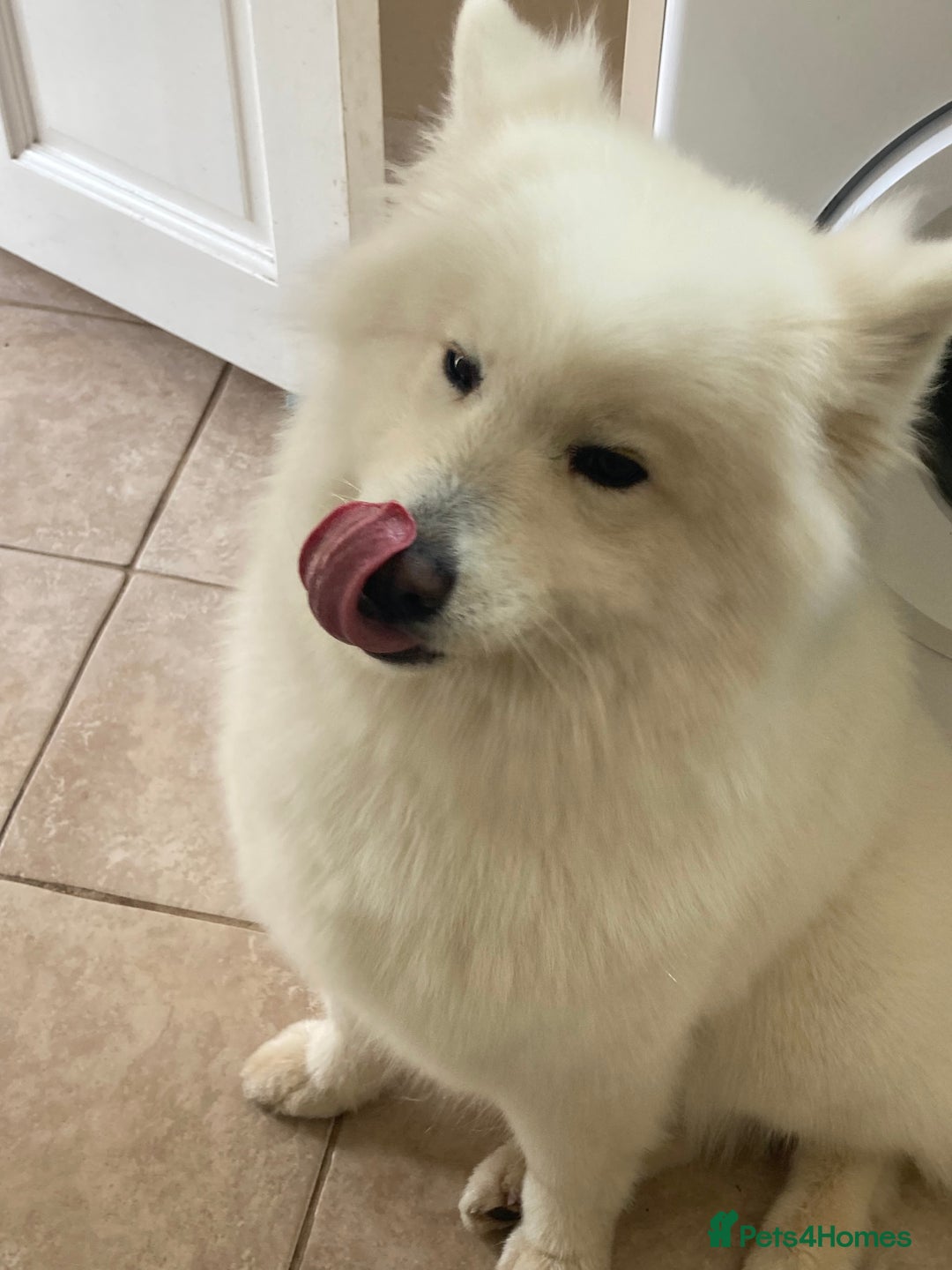 Samoyed dogs for sale: Samoyed  - Advert 1