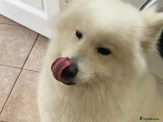 Samoyed dogs Samoyed - Advert 2